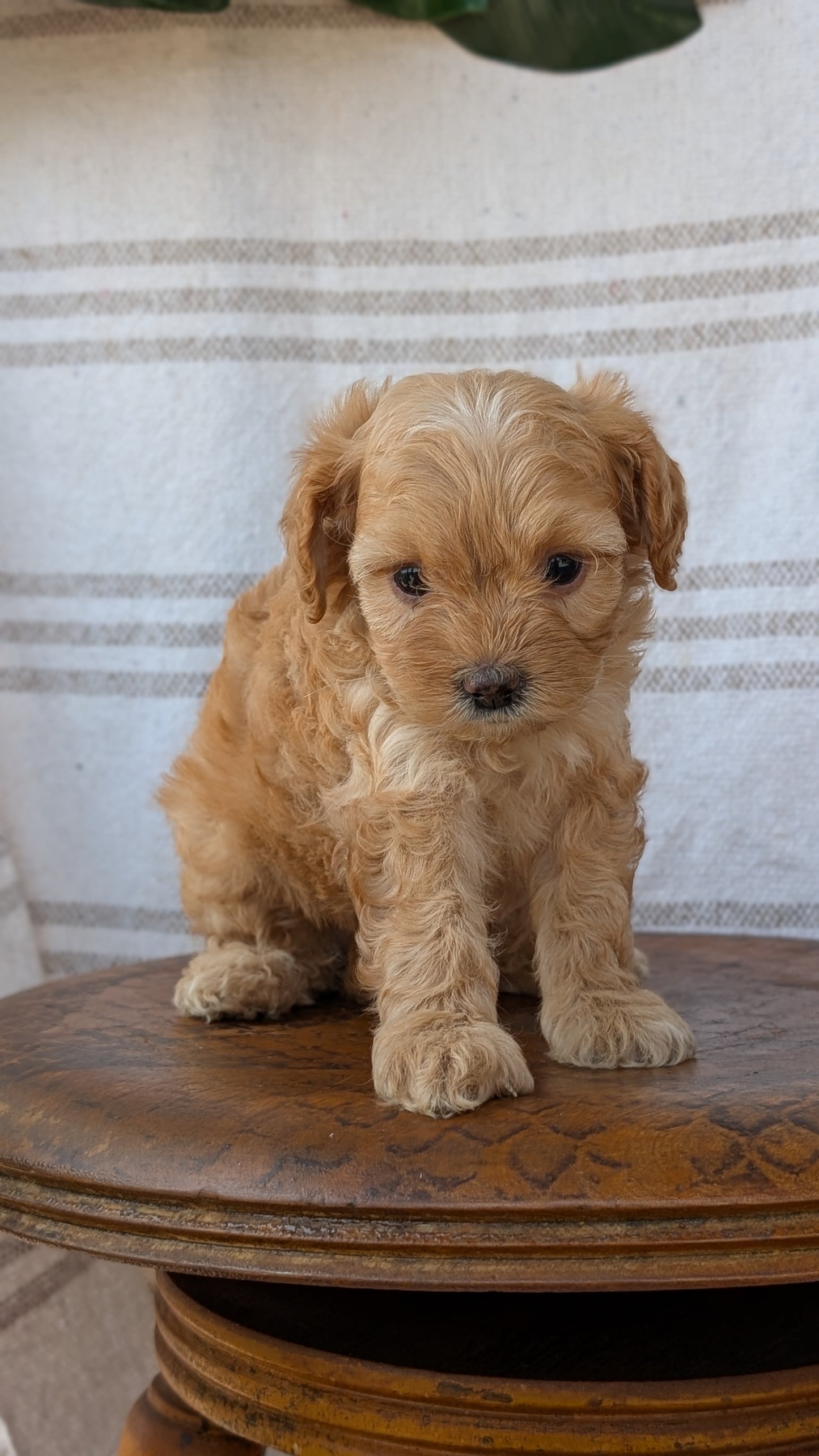 CAVAPOO (MAY 23) FEMALES