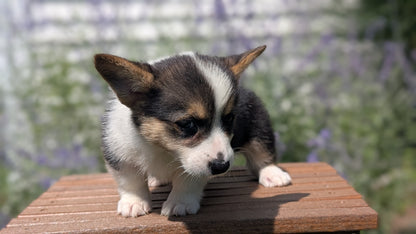 CORGI (JUN 08) FEMALES