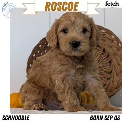 SCHNOODLE (SEP 03) 4 FEMALES/3 MALES