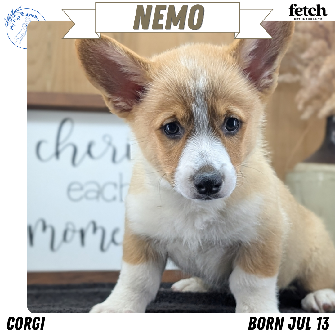 CORGI (JUL 13) 2 FEMALES/3 MALES