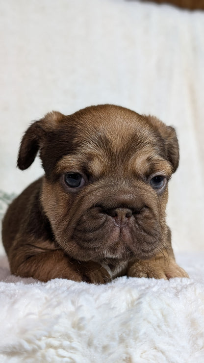 FRENCH BULLDOG (OCT 08) FEMALES