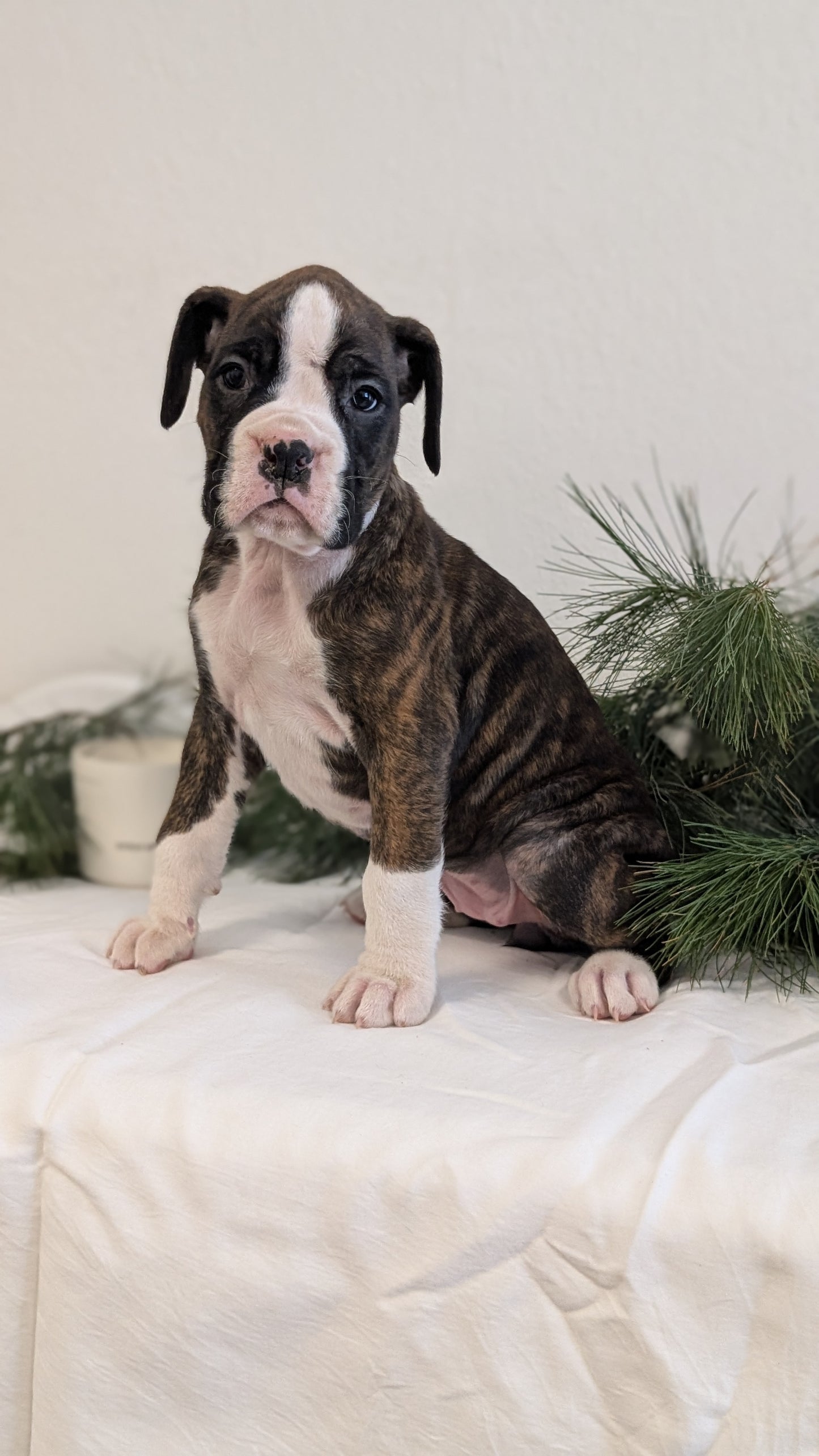 BOXER (DEC 04) FEMALE