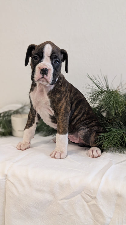 BOXER (DEC 04) FEMALE