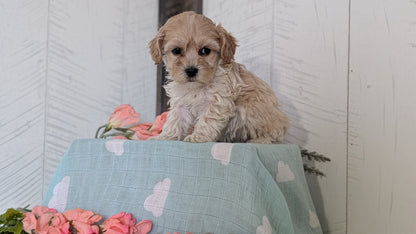 COCKAPOO (FEB 04) FEMALES