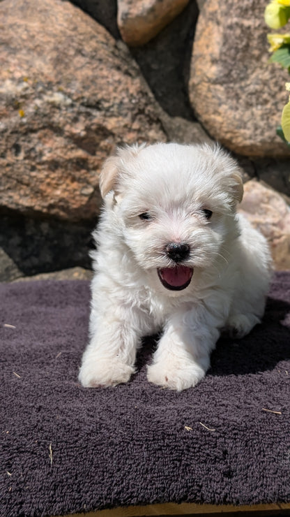 HAVANESE (MAY 14) MALES