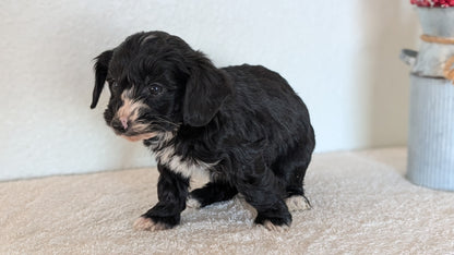 MINI BERNEDOODLE (OCT 15) MALES