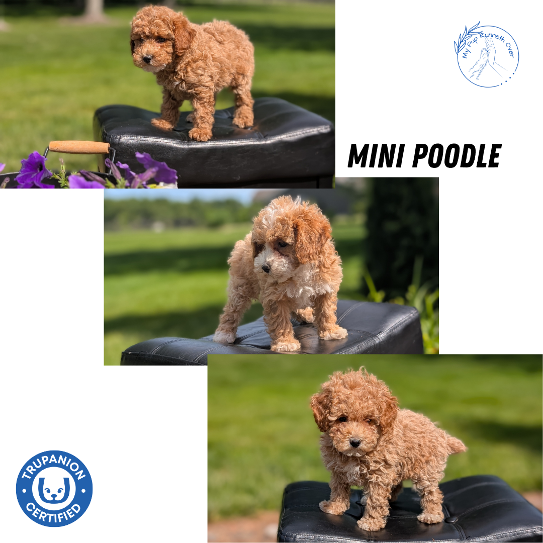 MINI POODLE (APR 03) FEMALES