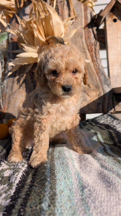 CAVAPOO (OCT 02) MALES