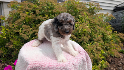 MINI POODLE (06/07) FEMALE