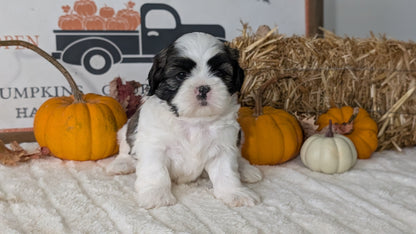 SHIH TZU (AUG 17) 2 FEMALES/3 MALES