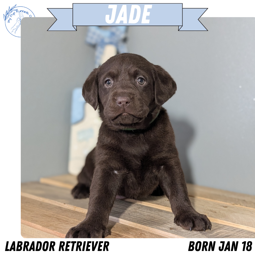 LABRADOR RETRIEVER (JAN 18) FEMALES