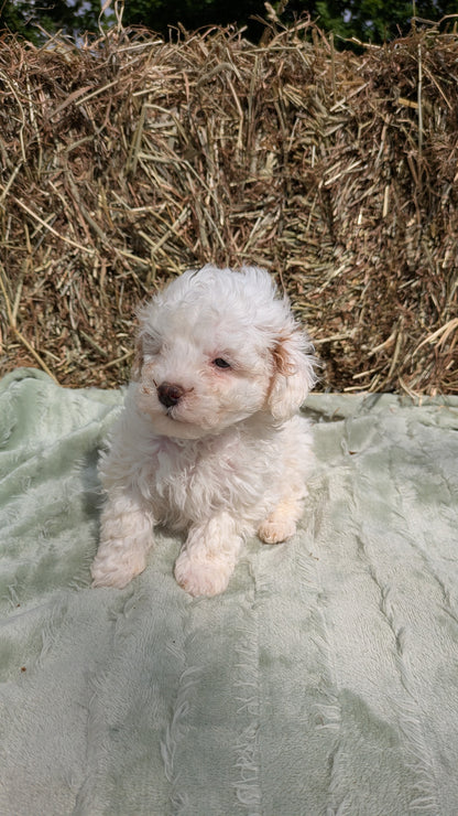 MINI POODLE (03/18) MALE