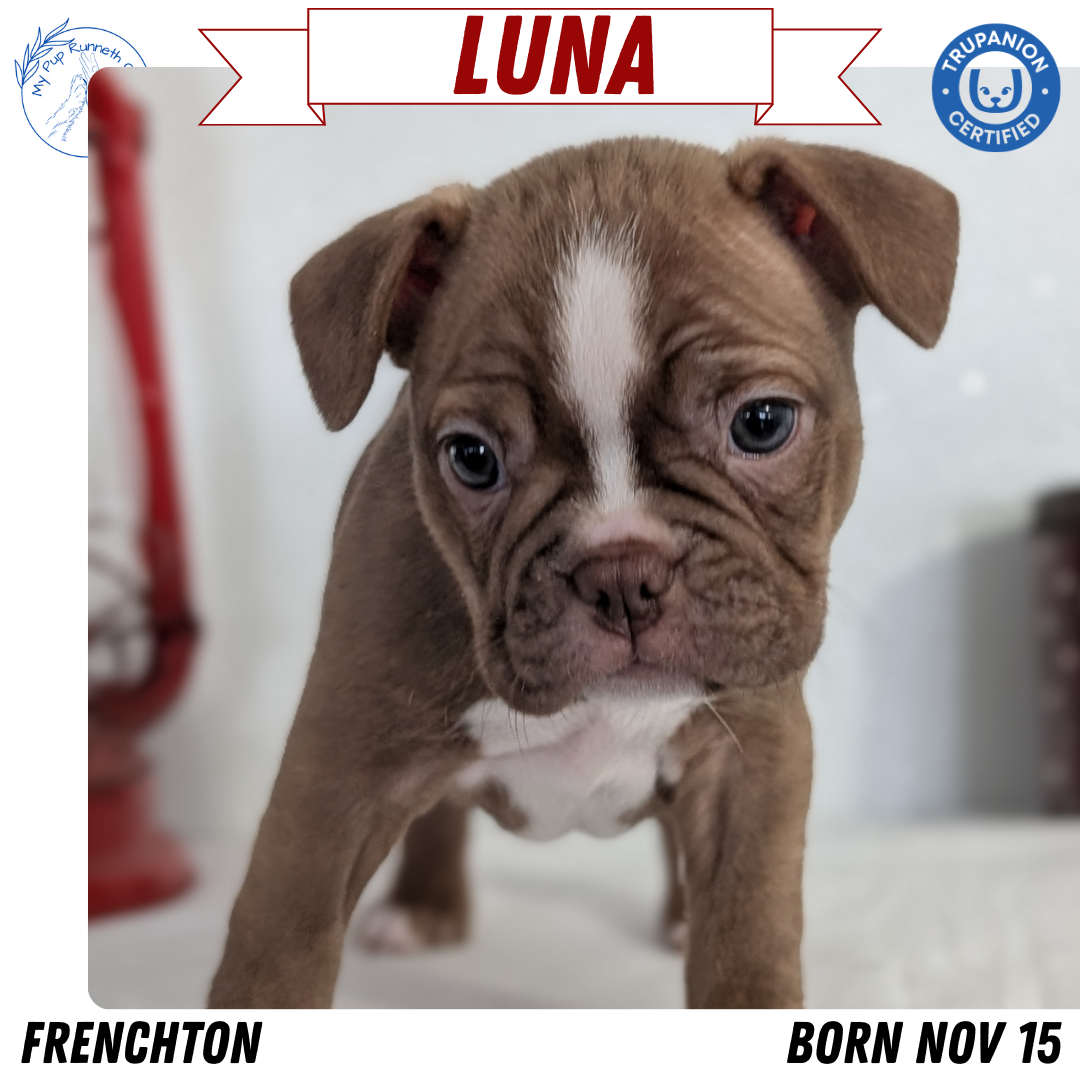 FRENCHTON (NOV 15) FEMALES