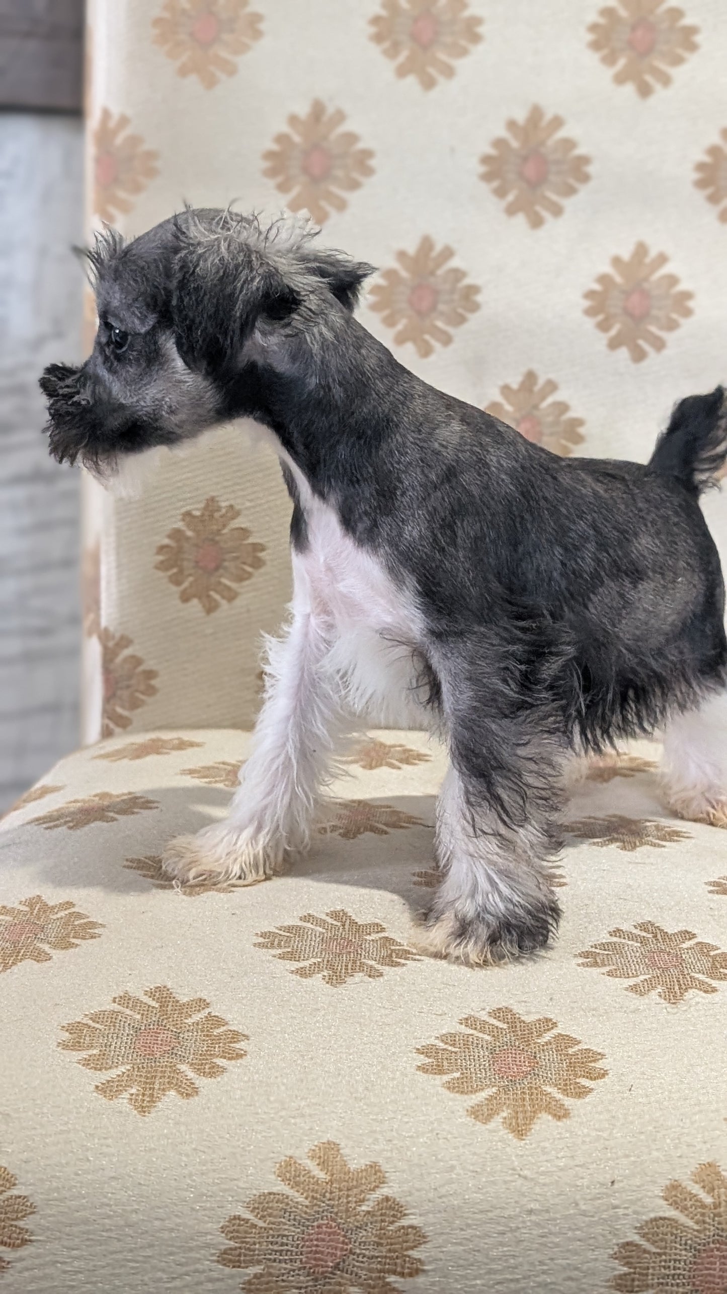 MINI SCHNAUZER (FEB 15) FEMALES