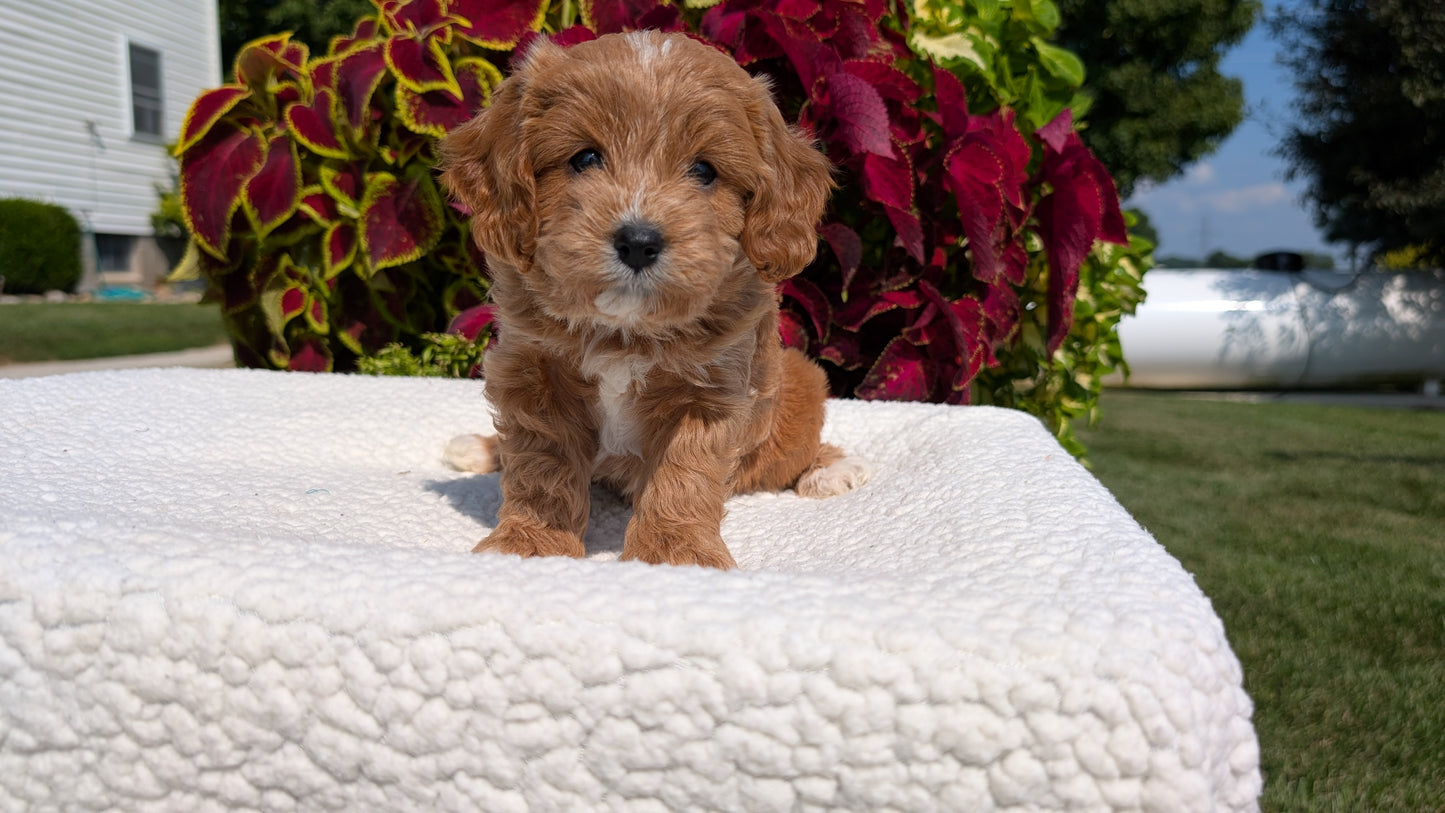 CAVAPOO (07/06) FEMALE