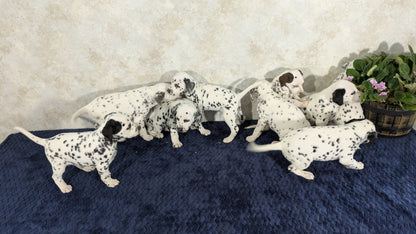 DALMATIAN (02/14) FEMALE
