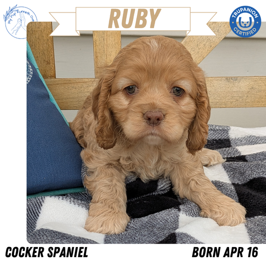 COCKER SPANIEL (04/16) FEMALE
