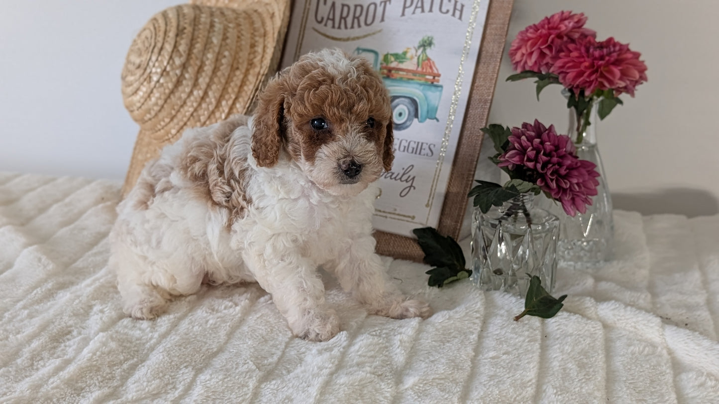 MINI POODLE (06/29) FEMALE