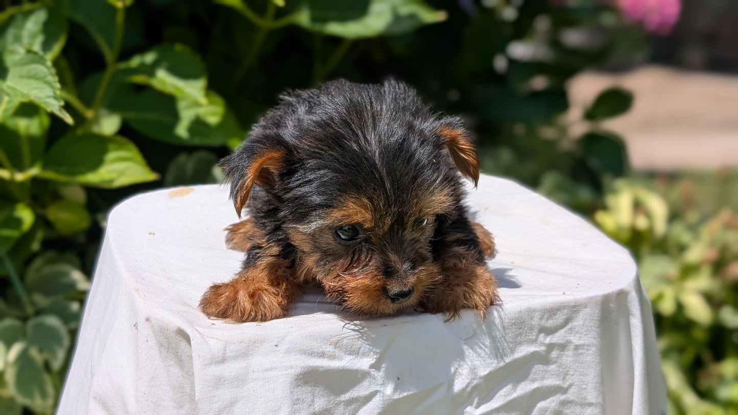 YORKSHIRE TERRIER (05/23) FEMALE