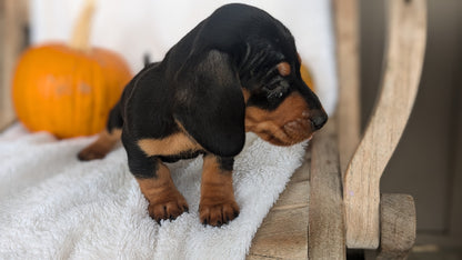 MINI DACHSHUND (08/13) MALE