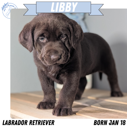 LABRADOR RETRIEVER (JAN 18) FEMALES