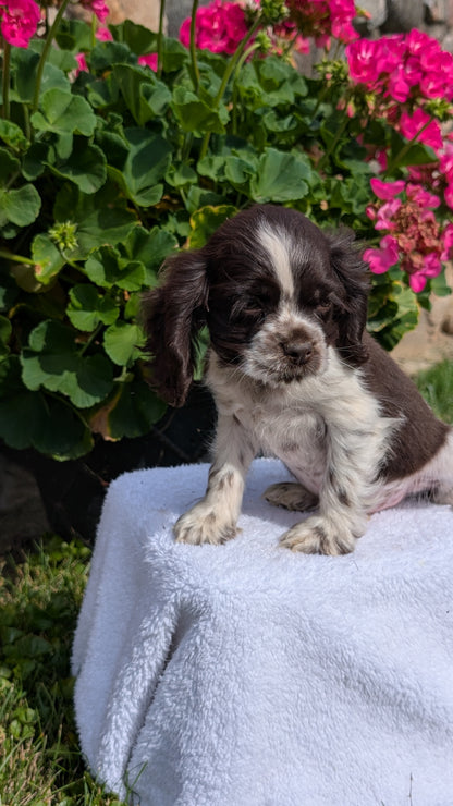 COCKER SPANIEL (07/16) MALE