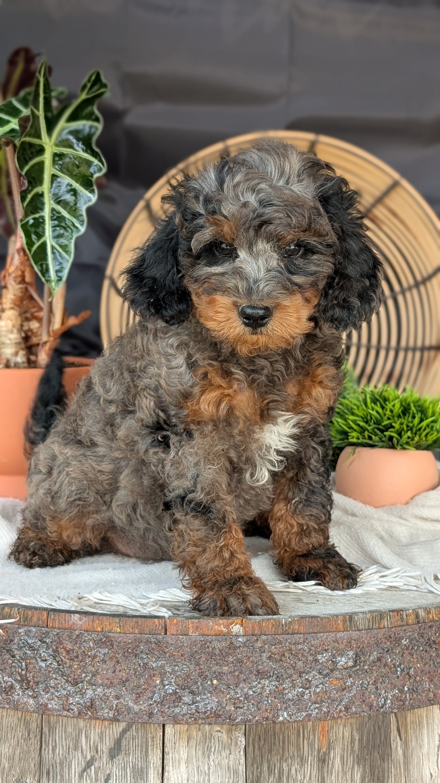 CAVAPOO (MAY 23) MALES