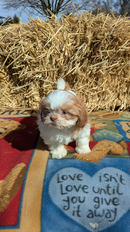 SHIH TZU (01/23) FEMALE