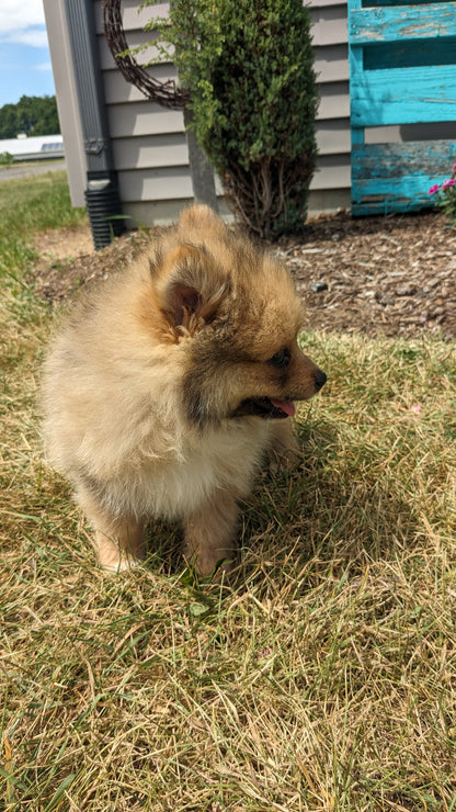 POMERANIAN (04/15) MALE