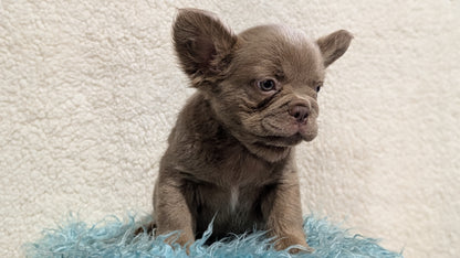 FRENCH BULLDOG (JUN 06) FEMALES