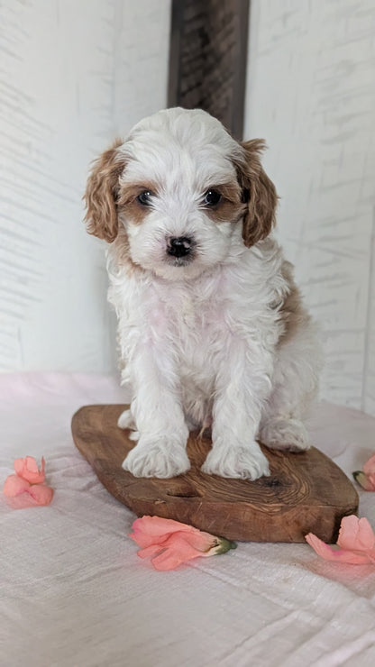 CAVAPOO (FEB 11) MALES