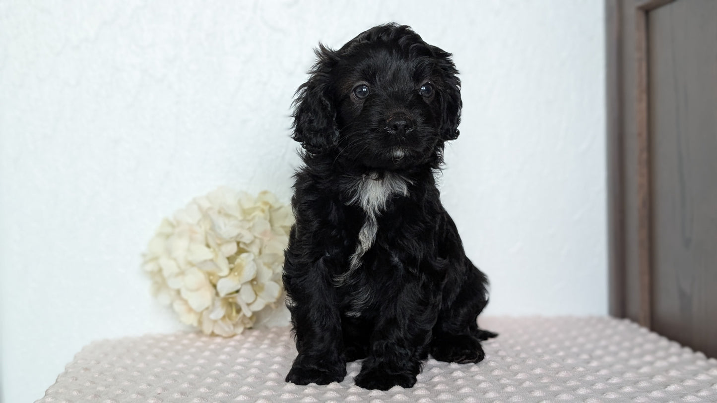CAVAPOO (APR 02) MALES