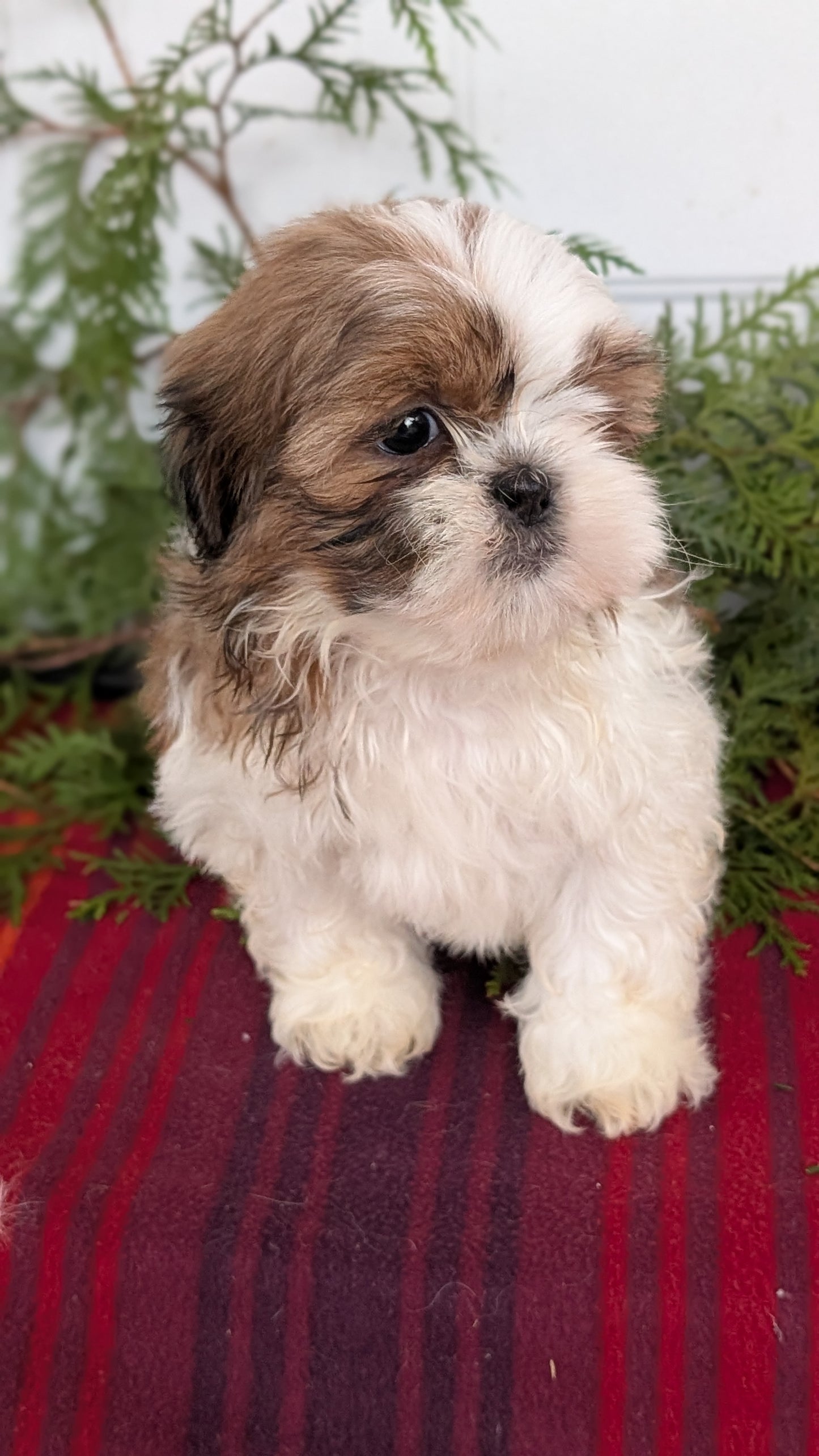 SHIH TZU (SEP 30) MALES