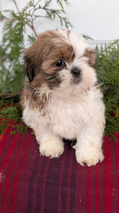 SHIH TZU (SEP 30) MALES