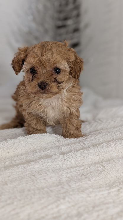 CAVAPOO (NOV 08) MALES