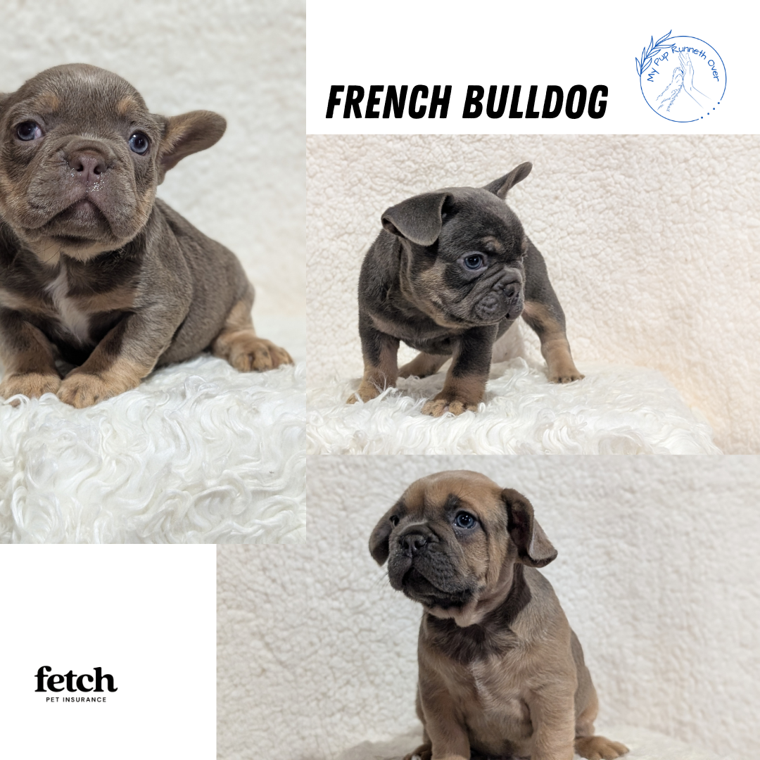 FRENCH BULLDOG (JUN 29) MALES