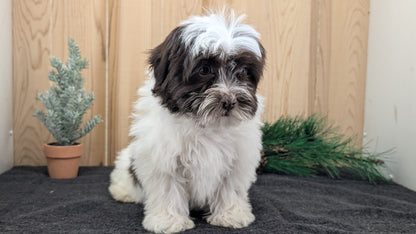 HAVANESE (09/13) FEMALE