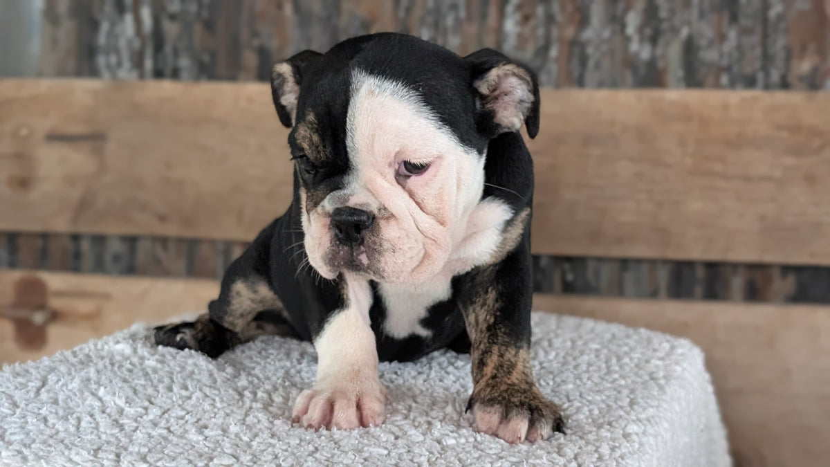 ENGLISH BULLDOG (JUN 29) 1 FEMALE/1 MALE