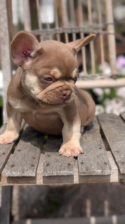 FRENCH BULLDOG (07/11) MALE