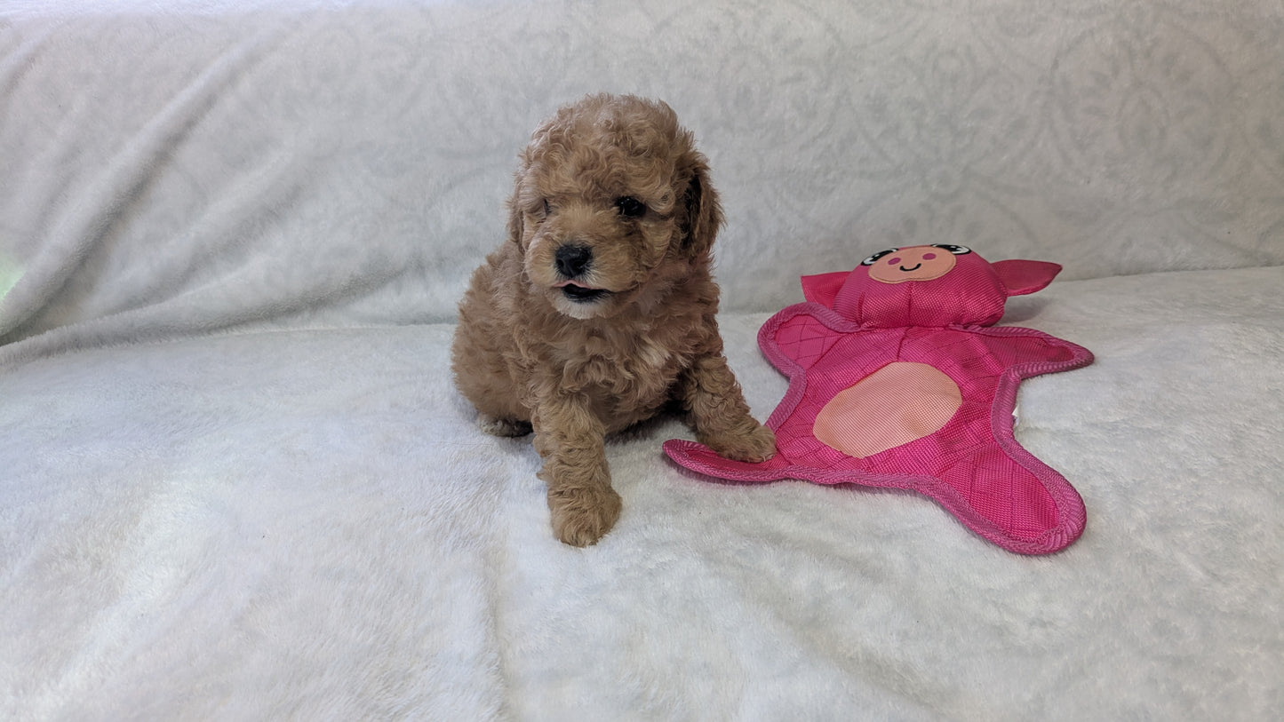 MINI POODLE (01/10) MALE