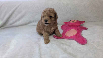MINI POODLE (01/10) MALE