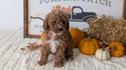 MINI GOLDENDOODLE (AUG 13) 6 MALES/3 FEMALES