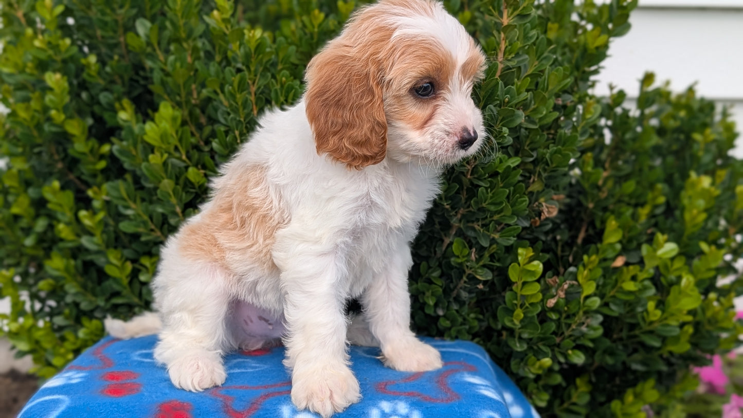 CAVAPOO (MAY 25) MALES