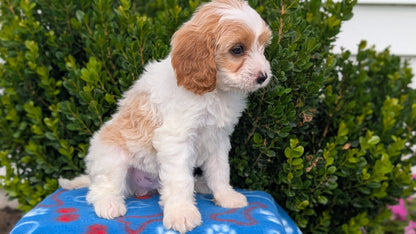 CAVAPOO (MAY 25) MALES