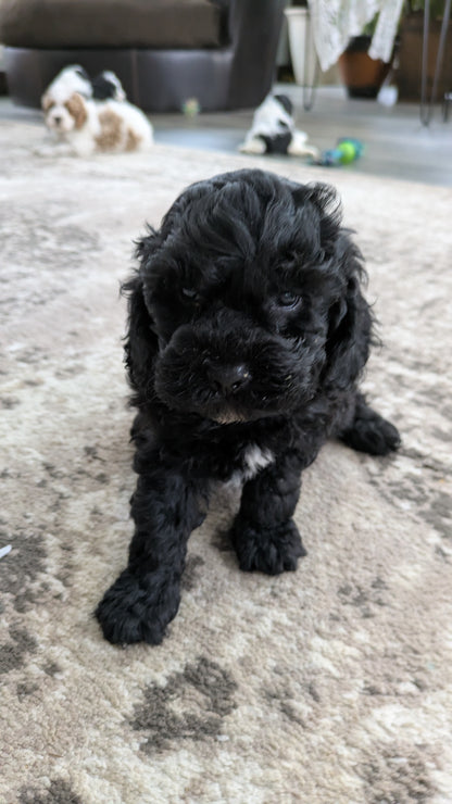 COCKAPOO (10/14) MALE
