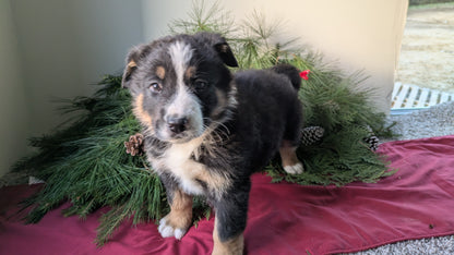 GOLDEN BERNESE (10/28) MALE