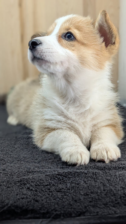 CORGI (09/17) FEMALE