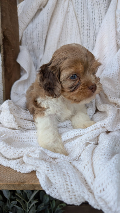 COCKAPOO (06/02) MALE