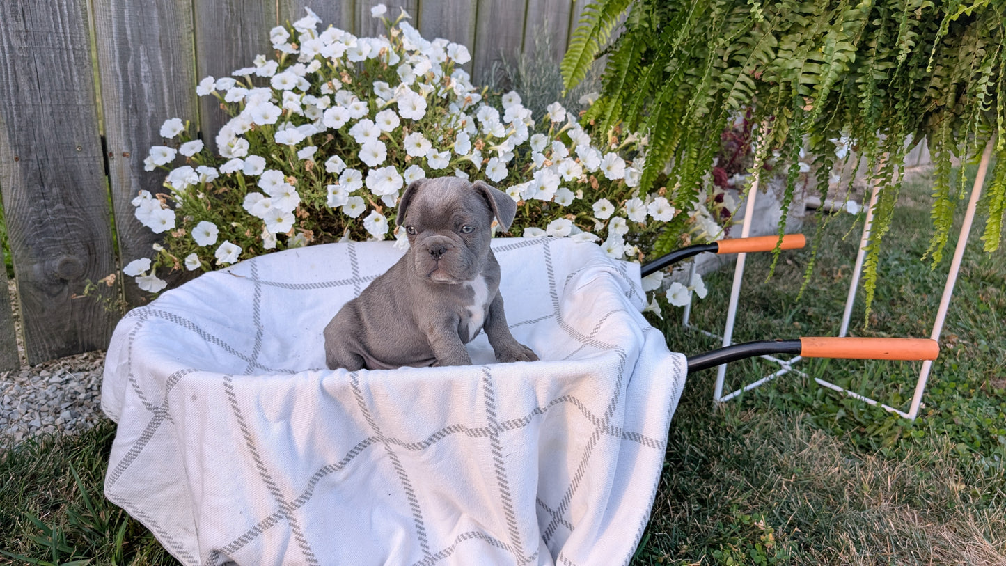 FRENCH BULLDOG (07/15) MALE