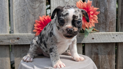 FRENCHTON (JUL 14) 2 MALES/1 FEMALE